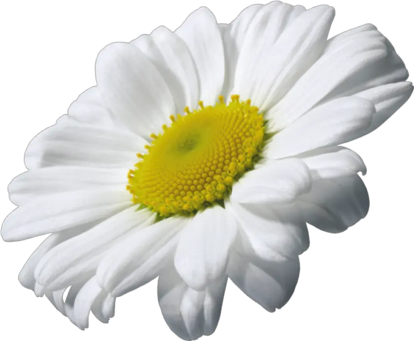  Daisy Clipart Transparent Background 13 Png