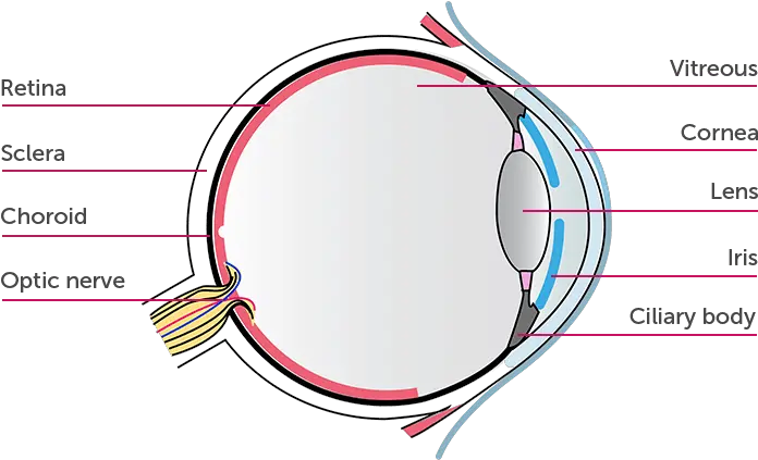  What Is Non Infectious Uveitis Uv Humirar Adalimumab Parts Of The Eye Transparent Png Lens Flare Eyes Png