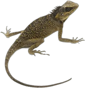  Mountain Horn Lizard Transparent Png Mountain Horned Lizard For Sale Lizard Transparent