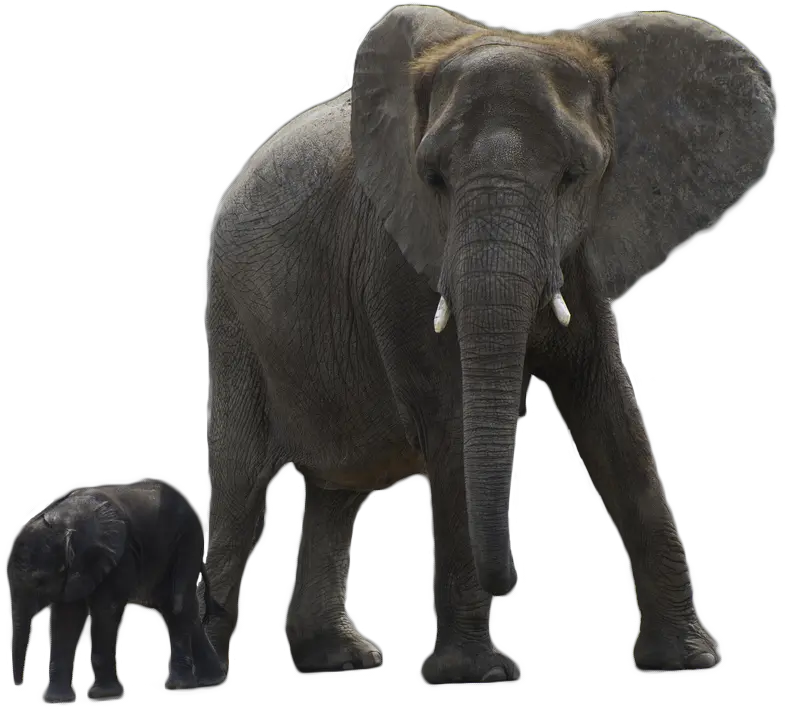  Elephant Png Free Download Arts Elephant With Baby Png Elephant Png