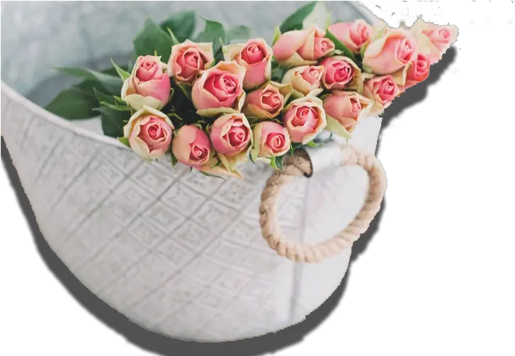  Pink Rose Flower Background Hd Beautiful Good Morning Jumma Mubarak Png Rose Png Hd