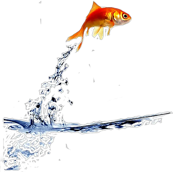  Goldfish Clipart Gold Fish Transparent Fish Jumping Out Of Water Png Goldfish Transparent