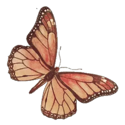  Butterflies Transparent Png Images Vintage Butterfly Clipart Png Butterfly Transparent