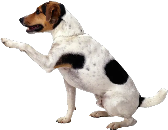  Cute Dog Png 11 Photo 4919 Transparent Image For Free Dog Paw In Air Cute Dog Png