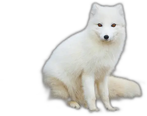  White Fox Png Image Arctic Fox Png Fox Png