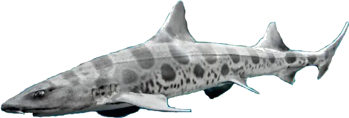  Download Dungeon Masters Only Leopard Shark Png Image With Leopard Shark Transparent Background Shark Transparent Background