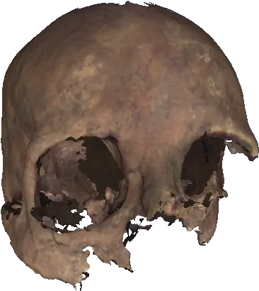  Transparent Skull Face Png Image Skull Skull Face Png