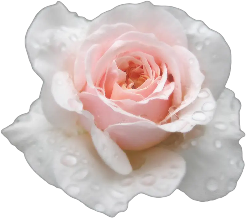  Download Single White Rose Png Transparent Roses Tumblr White Pink Roses Photography Rose Transparent