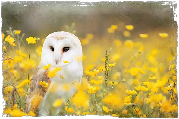  Barn Owl Adult Pull Animal With Yellow Flower Png Barn Owl Icon