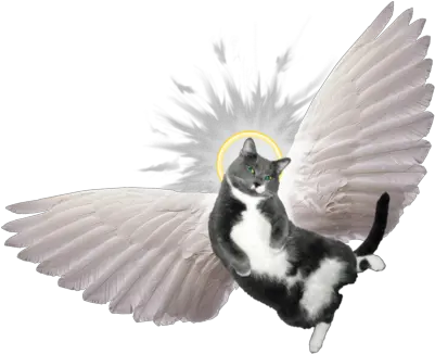  Download Angel Wings For Cats Png Spiritled Preaching Cat With Wings Clipart Angle Wings Png