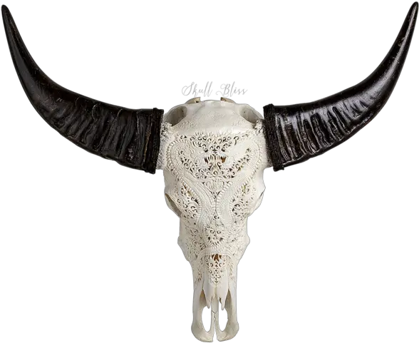  Animal Skulls Horn Bone Head Transparent Animal Skull Png Animal Head Png