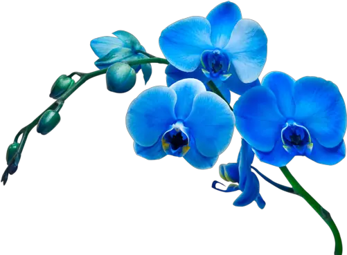  Orchid Flower Blue Png