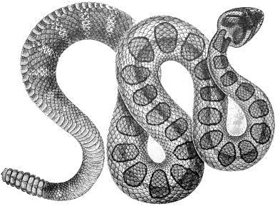  Diamondback Snake Png Download Image Arts Rattle Snake Clip Art Black Snake Png