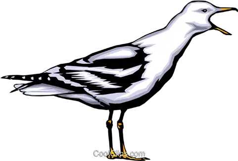  Seagull Royalty Free Vector Clip Art Illustration Anim0365 Bad Luck To Kill A Seabird Png Seagull Png