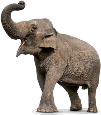  Download Elephant Free Png Transparent Image And Clipart Elephant Png Elephant Transparent Background