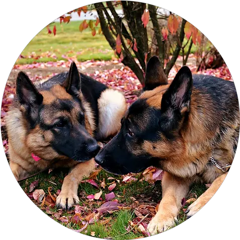  Testimonials Dog Training Old German Shepherd Dog Png German Shepard Puppy Icon