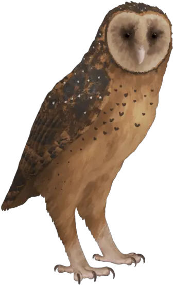  Tyto Pollens Barn Owl Png Barn Owl Icon