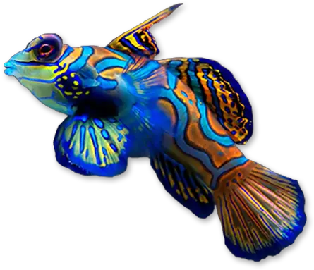  Marine Aquariums Saltwater Fish Mandarin Fish Png Ocean Fish Png