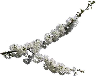  Search Results Of Pngpsd Andor Jpeg Images Snipstock Cherry Blossom Cherry Blossom Branch Png