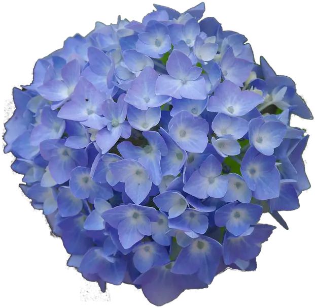  Hydrangea Flower Png 3 Image Hydrangea Flower Png Hydrangea Png