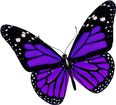  Download Purple Butterfly Png Image Hq Purple Butterfly Transparent Background Purple Butterfly Png