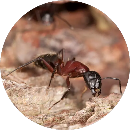  Ant Species Carpenter Ant Png Ant Transparent