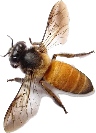  Bee Png Image For Free Download Bees Png Transparent Bee Png