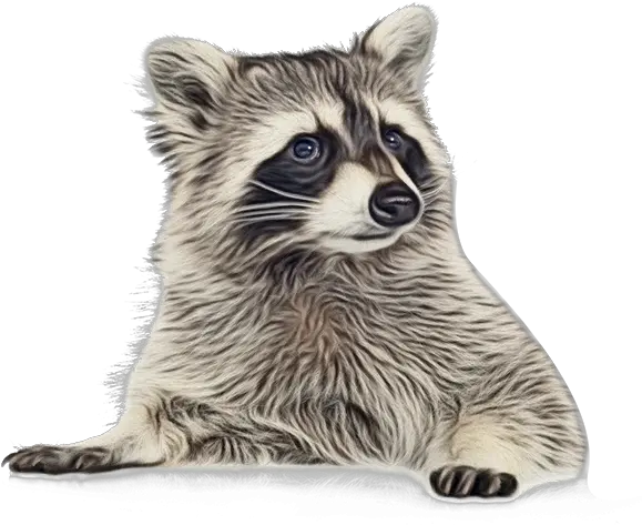  Raccoon Portable Network Graphics Clip Transparent Background Raccoon Png Raccoon Transparent Background