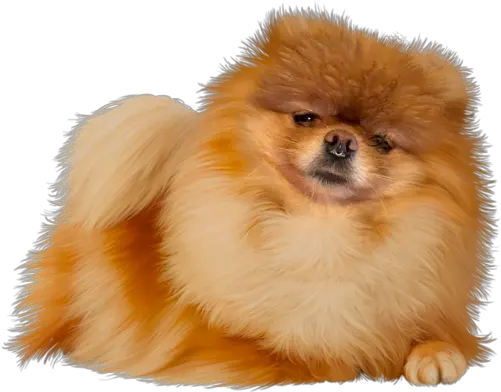  From Chaos The Aspirational Storytelling Of Life Is Strange Pom Dog Png Life Is Strange Png