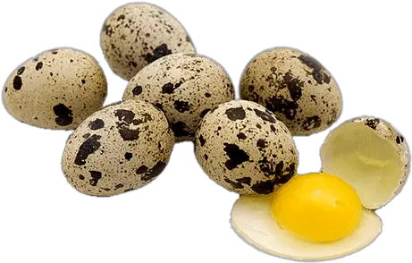  Quail Eggs Transparent Png Stickpng Japanese Quail Quail Egg Png Eggs Transparent