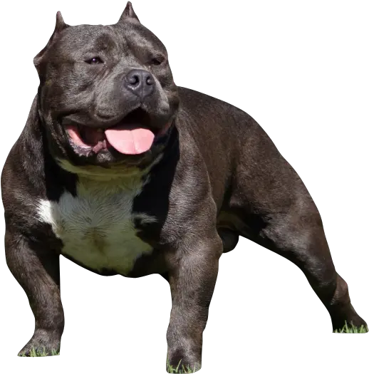  Bully Dog Bully Dog Png Bull Dog Png