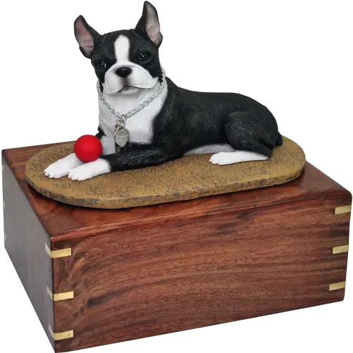  Boston Terrier Dog Breed Png Boston Terrier Png