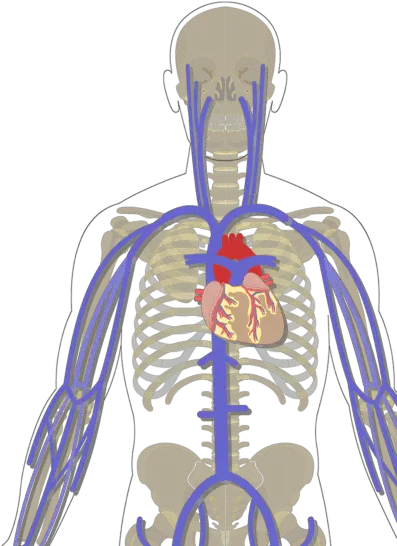  The Major Systemic Veins Two Major Systemic Veins Png Veins Png