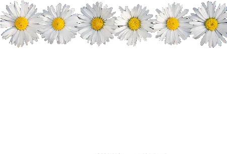  Daisy Flower Crown Tumblr Transparent Daisy Flower Crown Png Flower Crown Transparent