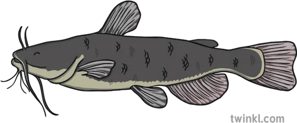  Catfish Fish Under The Sea Animal Ks1 Illustration Twinkl Lunge Png Under The Sea Png