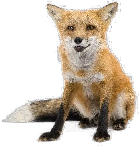  Red Fox Transparent Images Red Fox Transparent Png Fox Transparent