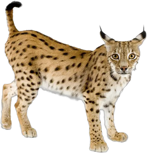  Lynx High Quality Png Iberian Lynx Png Lynx Png