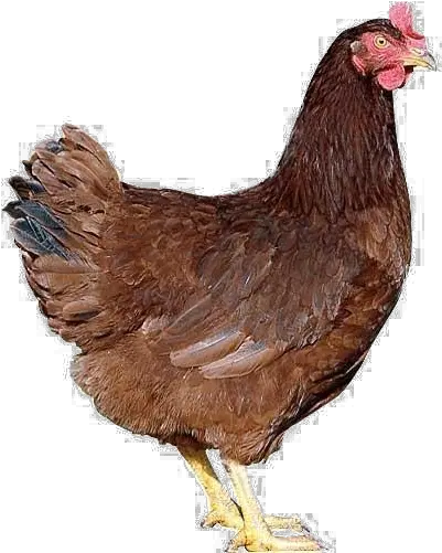  Hen Transparent Indian Hen Png Hen Png