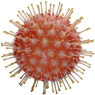  2 Free Corona Coronavirus Images Coronavirus Transparent Png Virus Transparent