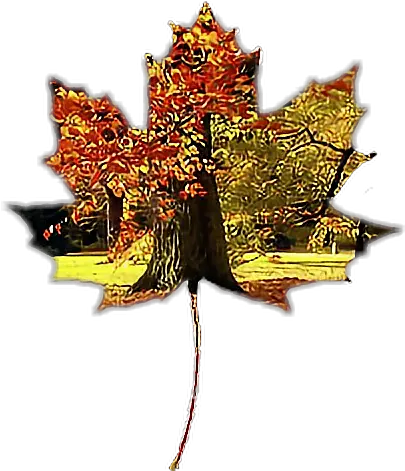  Fall Autumn Maple Leaf Png Fall Leave Png