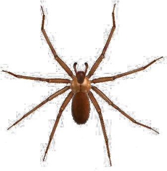  Brown Spider Png Image Dangerous Spider Png Spider Png