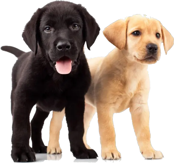  Download Golden Retriever Puppies Yellow And Black Lab Black Golden Retriever Puppy Png Golden Retriever Transparent