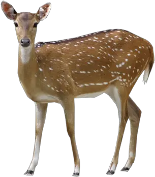  Download Deer Png Clipart Deer Transparent Png Deer Png