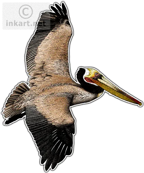  Brown Pelican Png Transparent Wild Animals In Louisiana Pelican Png