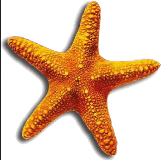  Sea Star Png 6 Image Transparent Starfish Png Sea Star Png