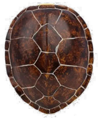  Turtle Shell Transparent Image Png Arts Davul Shell Png