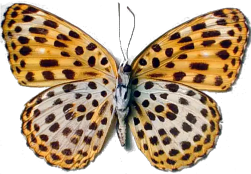  I Am A Leopard Butterfly Leopard Butterfly Png Real Butterfly Png