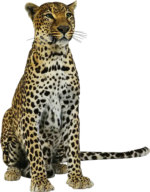  Leopard Jaguar Tiger Cheetah Cat Amur Leopard Png Cheetah Png