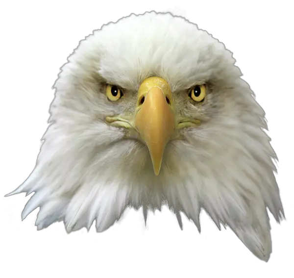  Bald Eagle Png Transparent Image Bald Eagle Head Png Bald Head Png