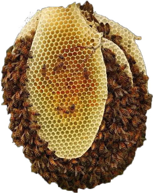  Download Beehive Natural Beekeeping Png Beehive Png